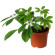 Schefflera potted plant. Elegant home plant with a lot of green leaves.. Prague