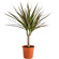 Dracaena potted plant. This popular potted plant is a great gift for those who enjoy home planting.. Prague