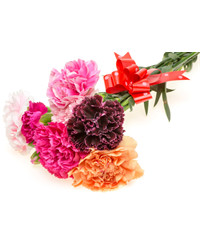 Mixed Color Carnations